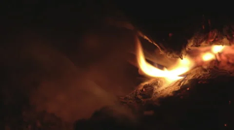 Wildfire burning pine closeup Stock Footage 55689886