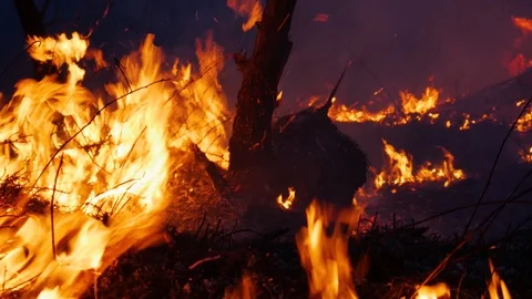 Wildfire, burning pine forest in the smoke and flames. Evening Stock Footage 104372385