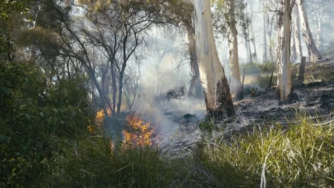 Wildfire burning shrubs and grass Stock Footage 250181259
