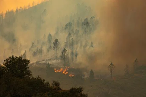 Wildfire burning through forest landscape amidst smoke Stock Photos