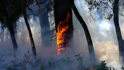 Wildfire Burning Tree Stock Footage 125913262