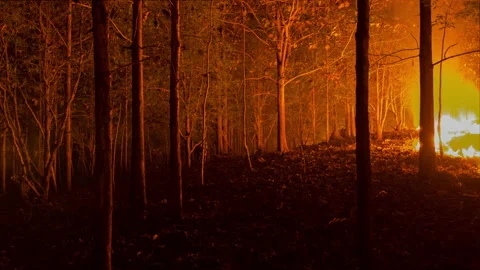 Wildfire burning tree in red and orange color. Stock Footage 148413612