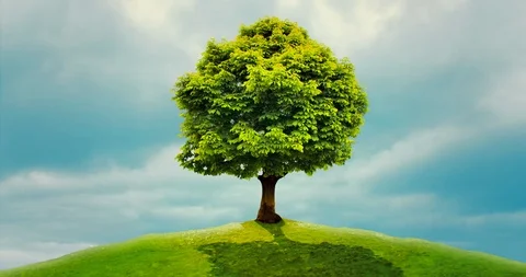 Wildfire burning tree standing on the meadow. 3d light wood realistically burns 스톡 동영상 113421830