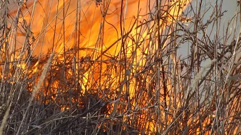 Wildfire is burning trees and dry grass in the forest. Video stock 196268802