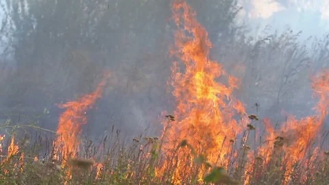 Wildfire, burning trees, fields, smoke. Hot summer weather. Stock Footage 85066278