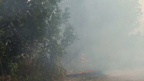 Wildfire, burning trees, fields, smoke. Hot summer weather. Stock Footage 85066389