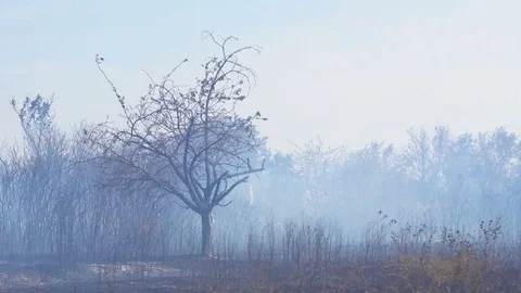 Wildfire, burning trees, fields, smoke. Hot summer weather. Stock Footage 85066579