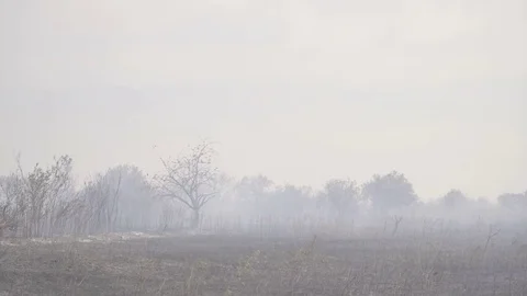 Wildfire, burning trees, fields, smoke. Hot summer weather. Stock Footage 85066694