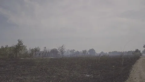 Wildfire, burning trees, fields, smoke. Hot summer weather. Stock Footage 85066910