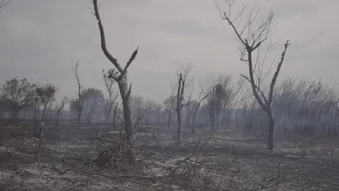 Wildfire, burning trees, fields, smoke. Hot summer weather. Stock Footage 85067070