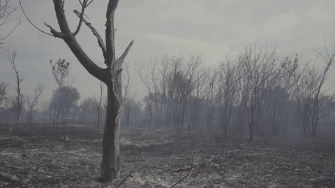 Wildfire, burning trees, fields, smoke. Hot summer weather. Stock Footage 85067403