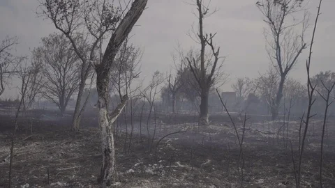 Wildfire, burning trees, fields, smoke. Hot summer weather. Stock Footage 85067547
