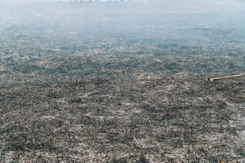 Wildfire, burning trees, fields, smoke. Fire destroys trees and forest animals Stock Photos