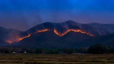 Wildfire Burning Trees On Mountain Make Many Smoke Blowing In The Wind Stock Footage 126344816