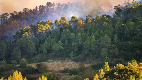A wildfire burns. Fire in the woods. Stock Footage 81628231