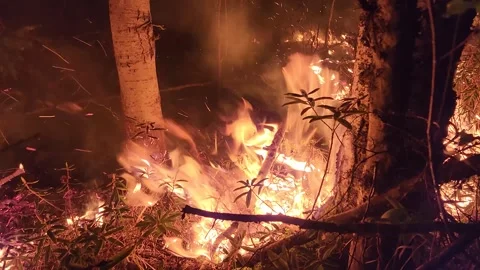 A wildfire burns the forest and illuminates trees in the dark night blaze Stock Footage 243873587