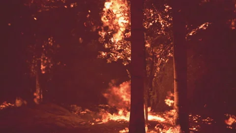 Wildfire burns ground in forest 库存影片 202193689