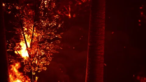 Wildfire burns ground in forest 库存影片 219343334