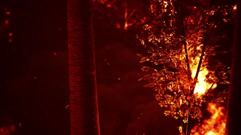 Wildfire burns ground in forest 库存影片 220017668