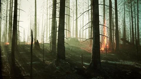 Wildfire burns ground in forest Stock Illustration