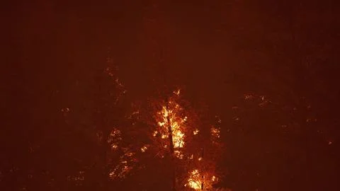 Wildfire burns ground in forest Stock Illustration