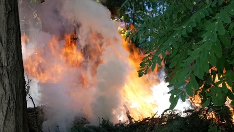 Wildfire. close-up of a bright flame in a green forest. 4к, copy space Stock Footage 81001098