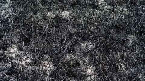 Wildfire. Close-up top view with scorched earth and black burned dry grass. 4K Video stock 82392283