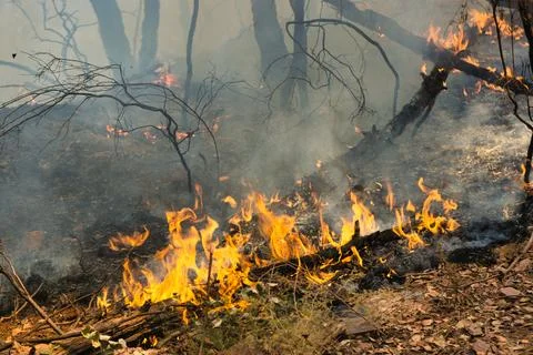 Wildfire consumes fallen timber and dry underbrush Stock Photos