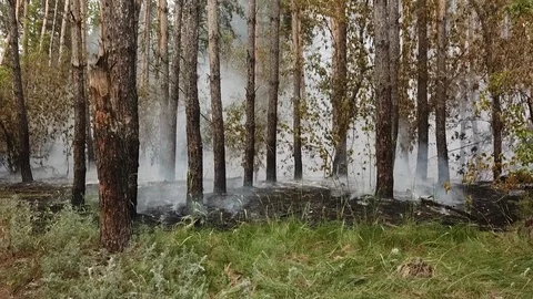 Wildfire from the copter in Russia Stock Footage 126820252