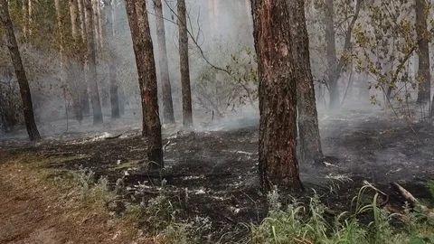 Wildfire from the copter in Russia Stock Footage 126880838