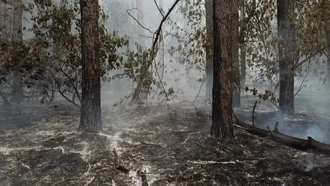 Wildfire from the copter in Russia Stock-Footage 126882175