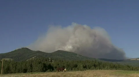 Wildfire with cow Stock Footage 877411