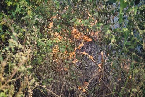 Wildfire crackles through dense foliage, casting orange glow Stock Photos