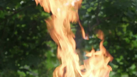 Wildfire Danger. Careless handling of fire in nature. Flames near trees Stock Footage 205003540
