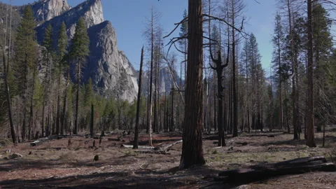 Wildfire Dead Trees Forest 01 Stock Footage 238956700