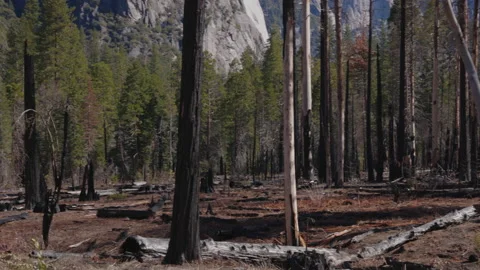 Wildfire Dead Trees Forest 02 Stock Footage 238957338