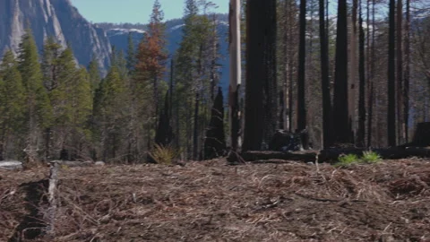 Wildfire Dead Trees Forest 03 Stock Footage 238960092
