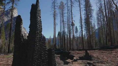 Wildfire Dead Trees Forest 04 Stock Footage 238961761