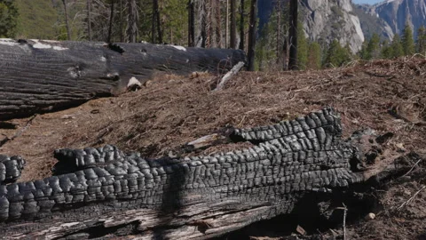 Wildfire Dead Trees Forest 05 Stock Footage 238962499