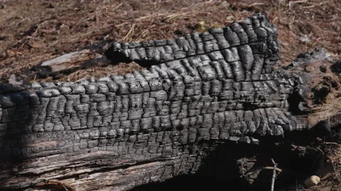 Wildfire Dead Trees Forest 06 Stock Footage 238963501