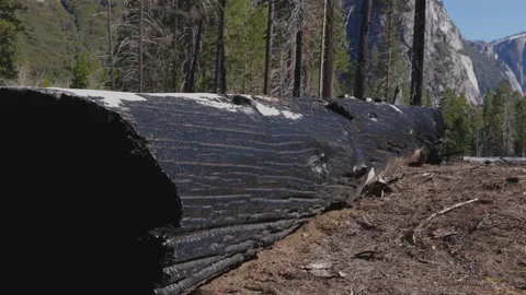 Wildfire Dead Trees Forest 07 Stock Footage 238964741