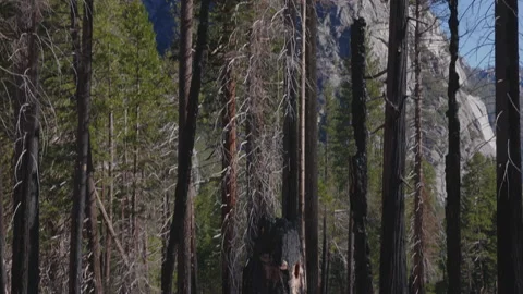 Wildfire Dead Trees Forest 08 Stock Footage 238967887