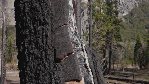 Wildfire Dead Trees Forest 09 Stock Footage 238968054