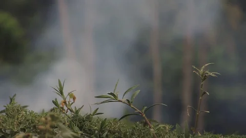 Wildfire dense white smoke haze rising in jungle forest by fire burning woods Stock Footage 128744932