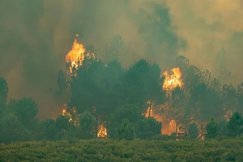 Wildfire destroying forest ecosystem in spain Фото
