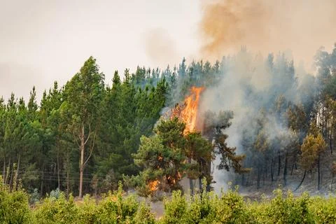 Wildfire destroying forest trees and vegetation in spain Stock Photos