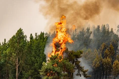 Wildfire destroying forest trees in spain Stock Photos