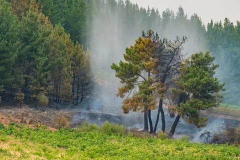 Wildfire devastates forest area near vineyard 写真素材