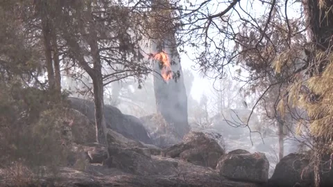 Wildfire devastates homes in Spain's Navaluenga as thousands evacuated, Navaluen Stock Footage 340457817
