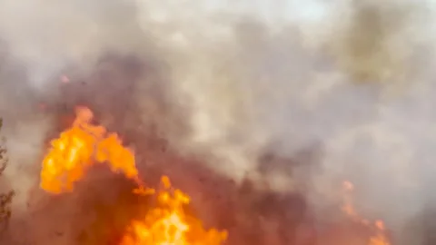 Wildfire emergency response needed, flames raging across dry plants, nature on Stockbeeldmateriaal 315220407